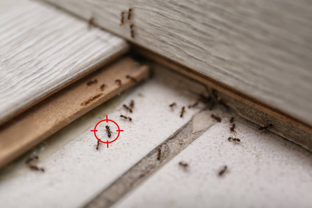 Spider Control Near Me in Piney Point Village, TX