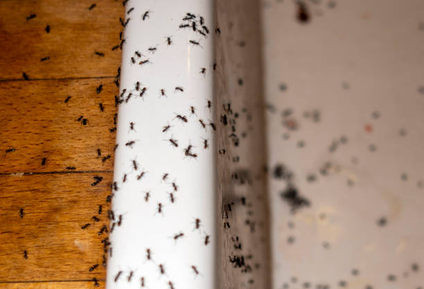 Best Insect Control  in Piney Point Village, TX