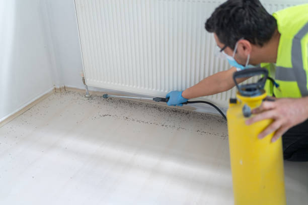 Best Flea Control Services  in Piney Point Village, TX