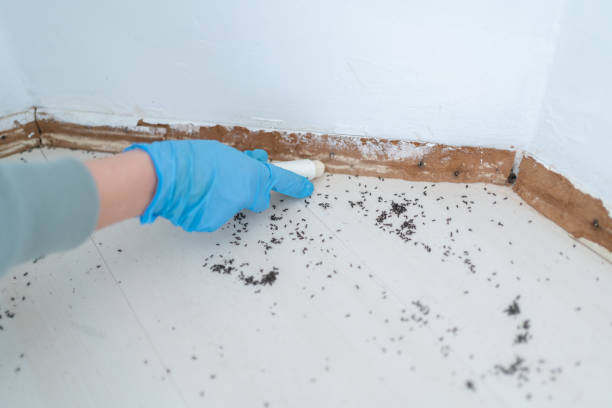 Best Emergency Pest Control  in Piney Point Village, TX